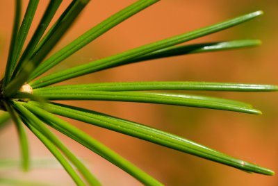 Sciadopitys verticillata - pajehličník přeslenatý, deštníkovec - jehlice